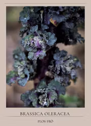 Blomsterkål -Autumn Star F1