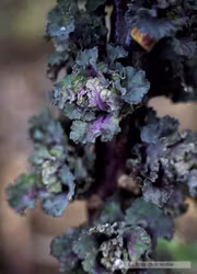 Blomsterkål -Autumn Star F1