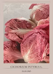 Rosensallat Radicchio - Rosa Verosa