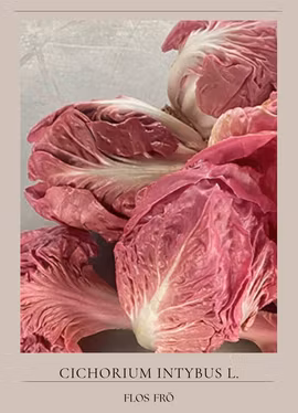 Rosensallat Radicchio - Rosa Verosa