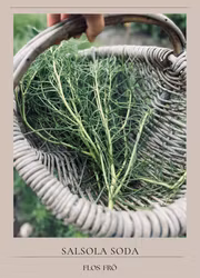 Italiensk sodaört - Agretti