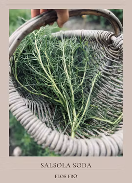 Italiensk sodaört - Agretti