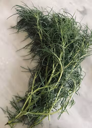 Italiensk sodaört - Agretti
