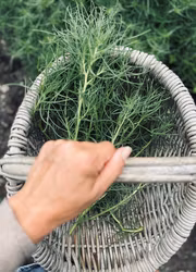 Italiensk sodaört - Agretti