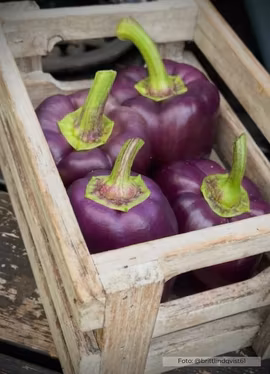 Paprika - Tequila F1