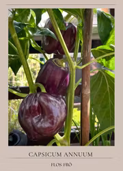 Paprika - Tequila F1