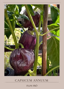 Paprika - Tequila F1