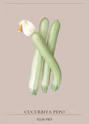 Zucchini - Long White from Sicily