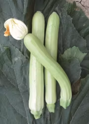 Zucchini - Long White from Sicily