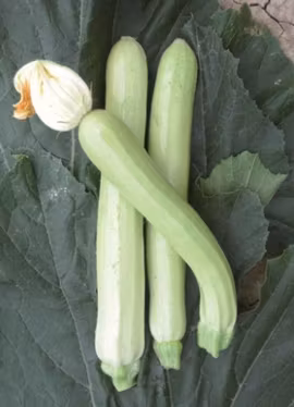 Zucchini - Long White from Sicily