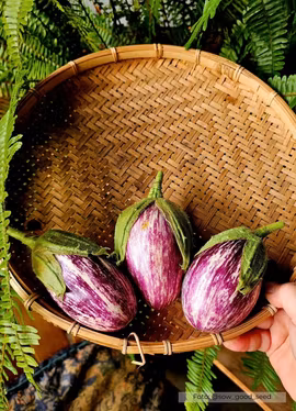 Aubergine - Bianca Sfumata di Rosa