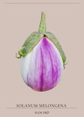 Aubergine - Bianca Sfumata di Rosa