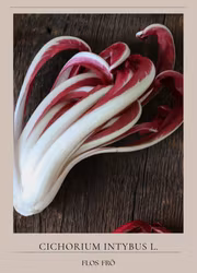 Rosensallat Radicchio - Rossa Di Treviso