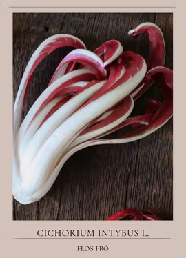 Rosensallat Radicchio - Rossa Di Treviso