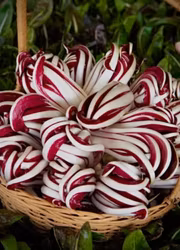 Rosensallat Radicchio - Rossa Di Treviso