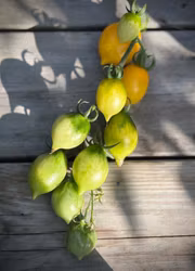 Lagringstomat Piennolo - Del Vesuvio Giallo