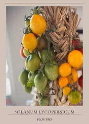 Lagringstomat Piennolo - Del Vesuvio Giallo