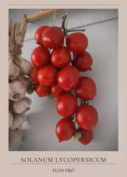 Lagringstomat Piennolo - Pensuvio F1