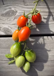 Lagringstomat Piennolo - Pensuvio F1