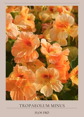 Dvärgkrasse - Tip Top Apricot