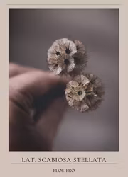 Stjärnvädd - Paper Moon