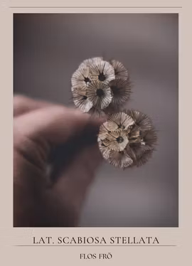 Stjärnvädd - Paper Moon