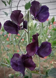 Luktärt - Winter Sunshine Navy