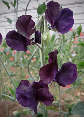 Luktärt - Winter Sunshine Navy