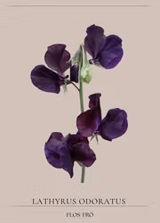 Luktärt - Winter Sunshine Navy