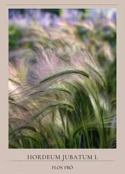 Ekorrkorn - Rosa Prydnasgräs