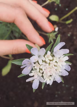 Stjärnvädd - Paper Moon