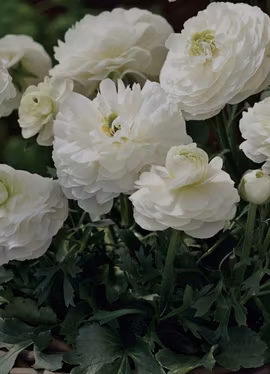 Bukettranukel -Magic White