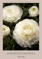 Bukettranukel -Magic White