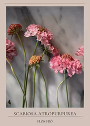 Praktvädd - Salmon Queen