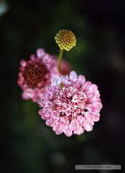 Praktvädd - Salmon Queen