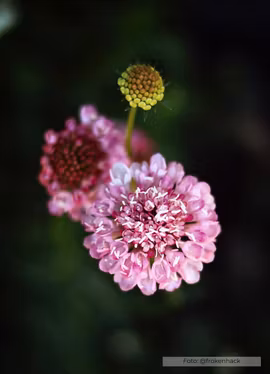 Praktvädd - Salmon Queen