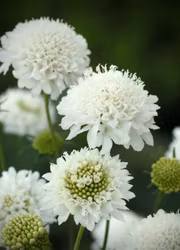 Praktvädd - Snowmaiden