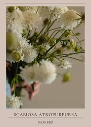 Praktvädd - Snowmaiden