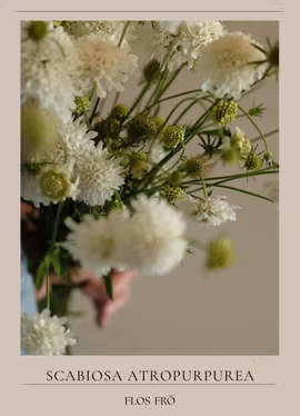 Praktvädd - Snowmaiden