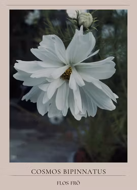 Rosenskära - Fizzy White