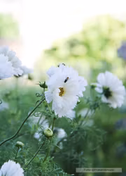 Rosenskära - Fizzy White