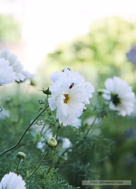 Rosenskära - Fizzy White