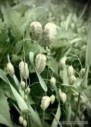 Italienskt Darrgräs