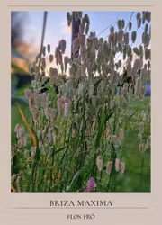 Italienskt Darrgräs