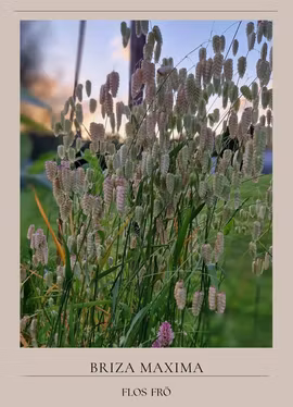 Italienskt Darrgräs