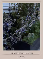 Rysk Martorn - Blue Glitter