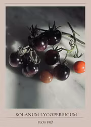 Körsbärstomat - Indigo Blue Berries EKO