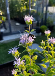 Temynta - Oswego EKO