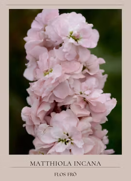 Lövkoja - Column Appleblossom