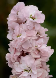 Lövkoja - Column Appleblossom